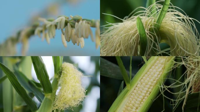 玉米种植 玉米地里剥开甜玉米和玉米花特写