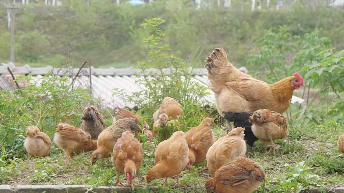 农家散养鸡