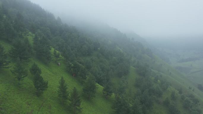 大山航拍张家口山脉牛群大自然绿树青山茶山