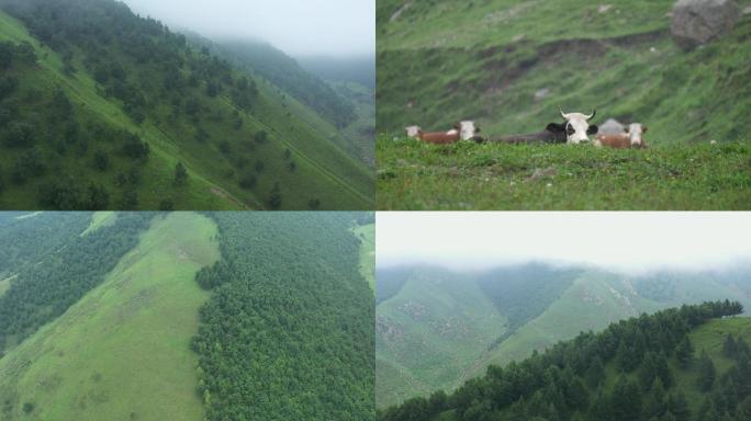 大山航拍张家口山脉牛群大自然绿树青山茶山