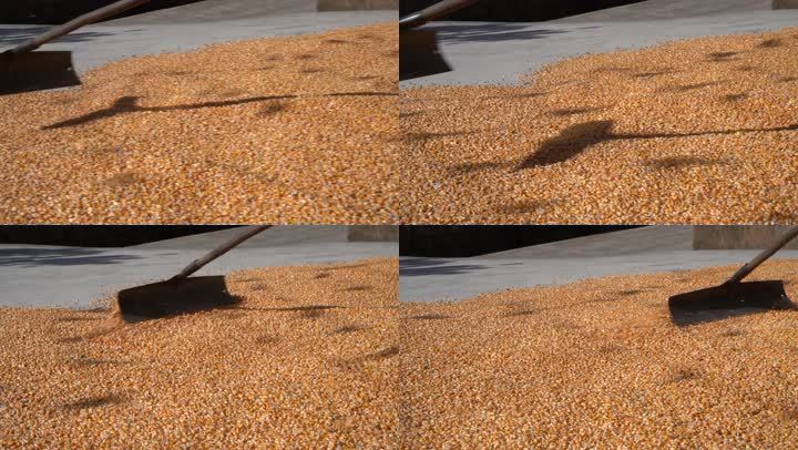 4K玉米粒