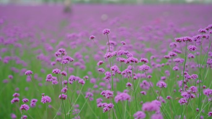 4k马鞭花马鞭草