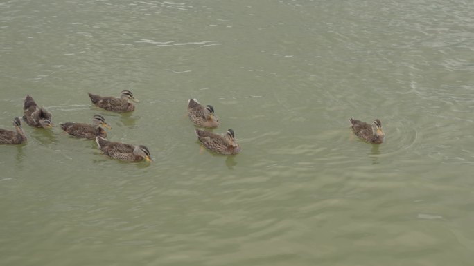 4k水上一群小鸭子
