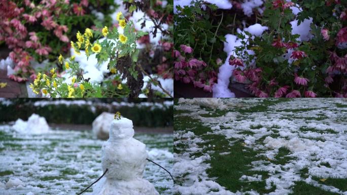 雪后菊花
