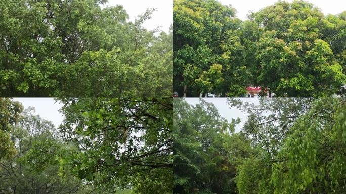 下雨中雨大雨雨淋绿树风吹绿树 雨滴雨丝