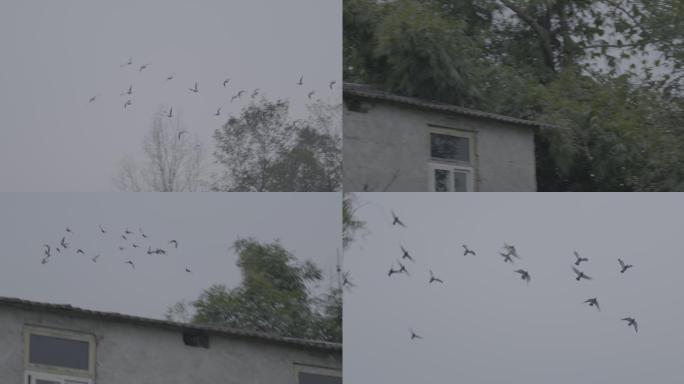 老房子飞过一群鸟，鸽子，松下vlog
