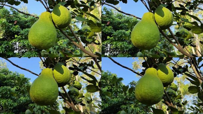 沙田柚柚 柚果长树上的柚子羊核子柚树柚子