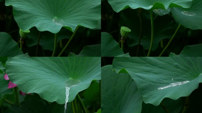 荷花荷叶水滴写意慢动作