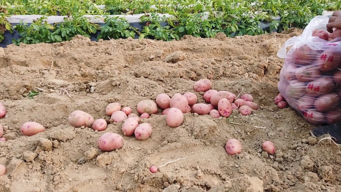 红皮土豆种植