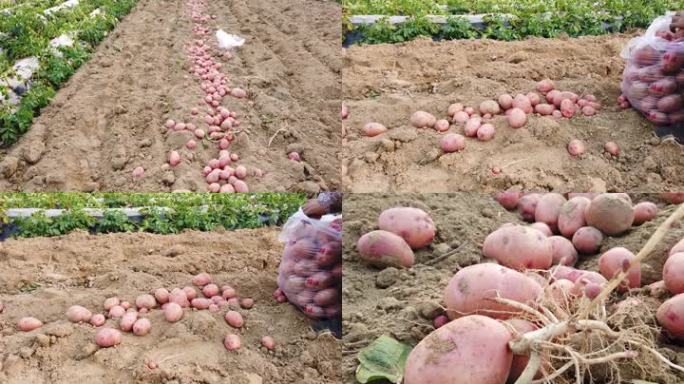 红皮土豆种植