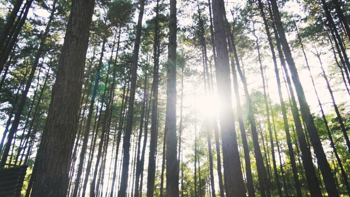唯美清晨阳光透过树林空镜光影自然生态森林