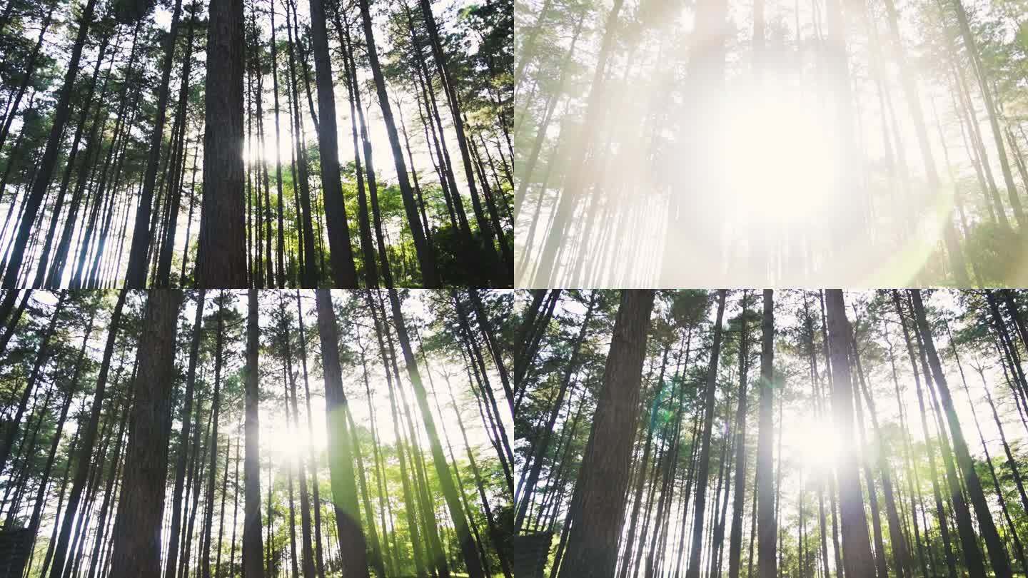 唯美清晨阳光透过树林空镜光影自然生态森林