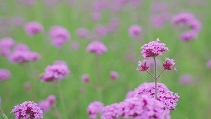 4k马鞭花马鞭草