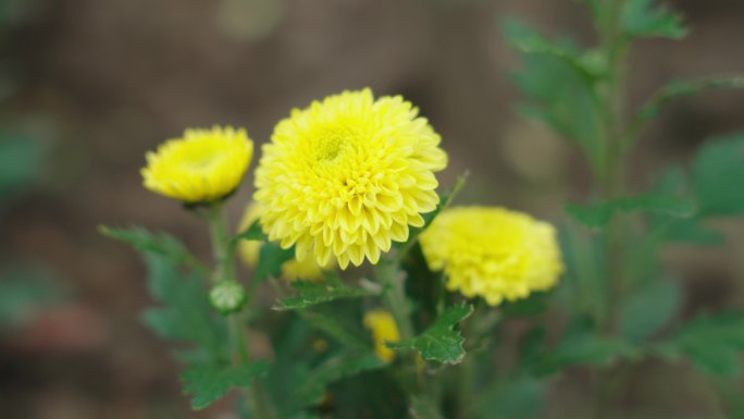 4k唯美花蕊生命植物自然美景清新花卉