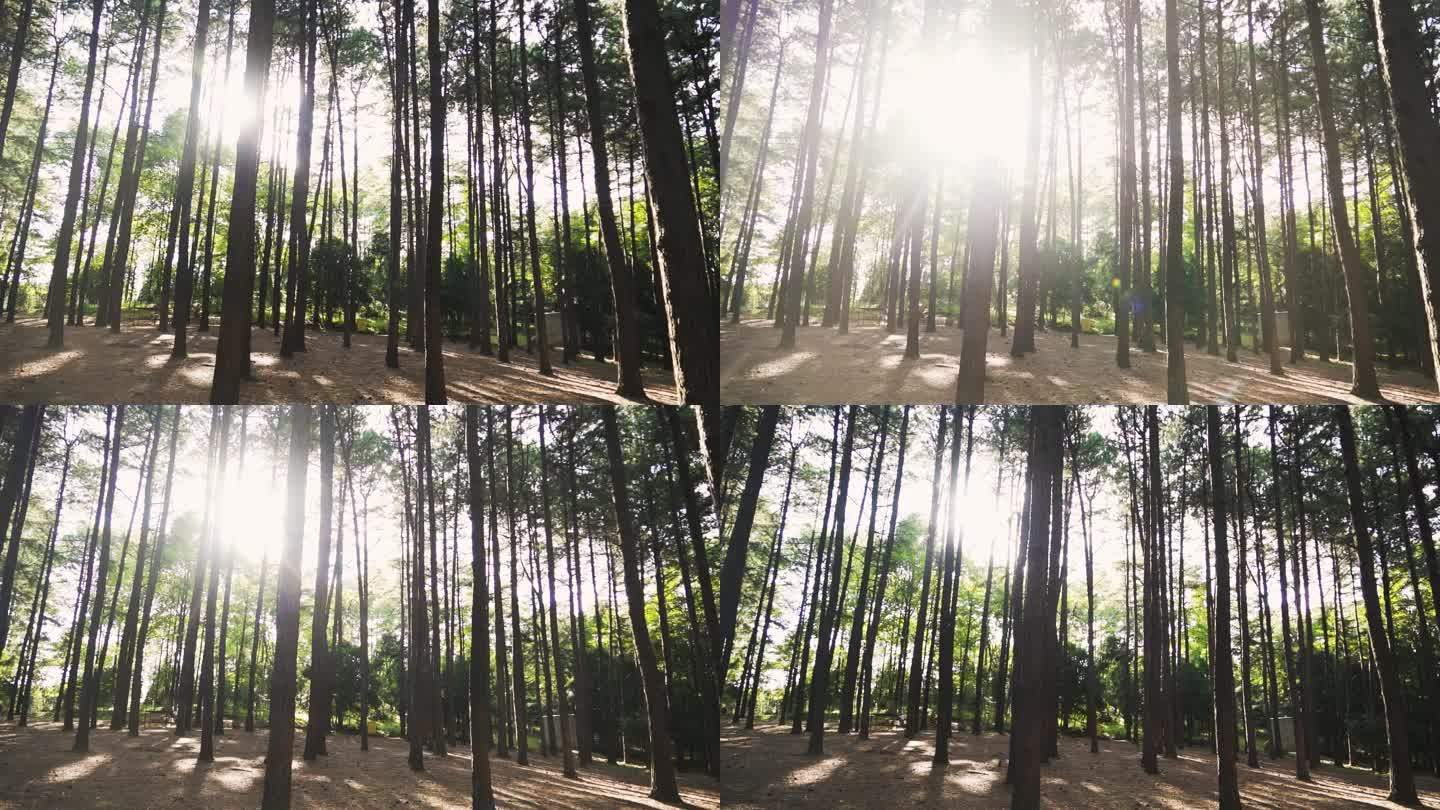 阳光穿过树林林间斑驳星光笔直树干生态保护