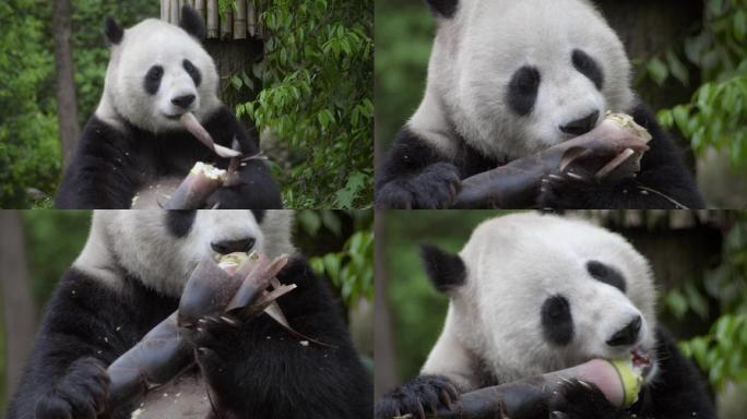 大熊猫吃竹子实拍特写