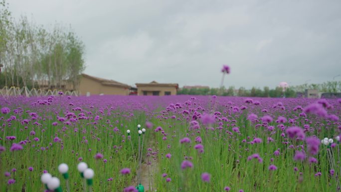 4k马鞭花马鞭草