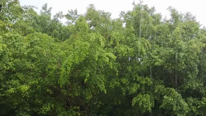 下雨中雨大雨绿树风吹绿树雨水雨滴雨丝