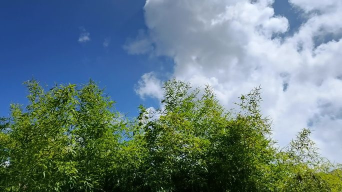 实景手机随手拍  夏日