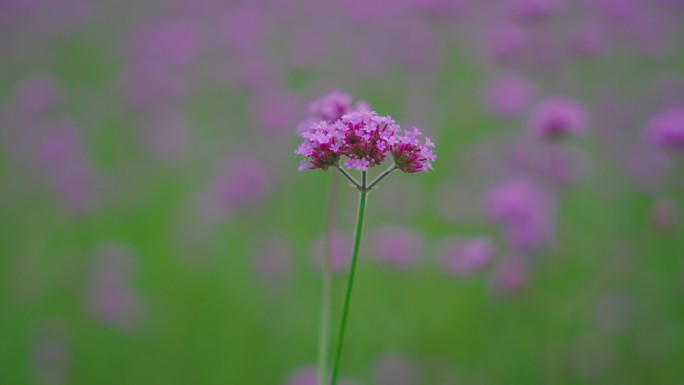 4k马鞭花马鞭草