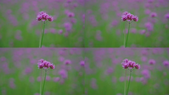 4k马鞭花马鞭草