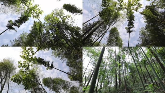 实拍春日竹林