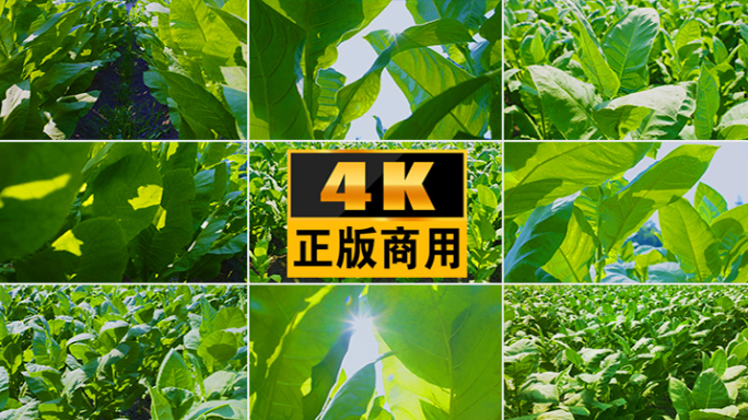 烟烟叶农业烟草叶子烟种植生长烟田经济农田