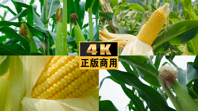 玉米丰收玉米种植杂粮农业穗玉米地实拍视频