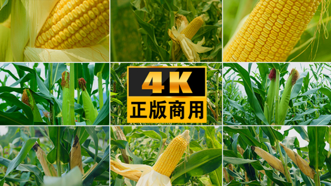 玉米丰收玉米种植杂粮农业穗玉米地实拍视频