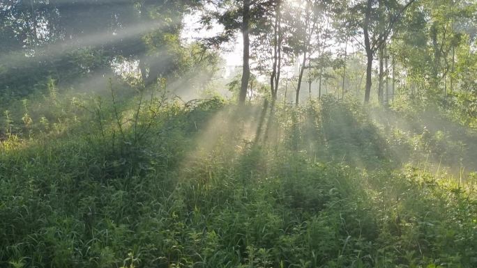 太阳逆光光影剪影光芒四射鸟语花香绿树成荫