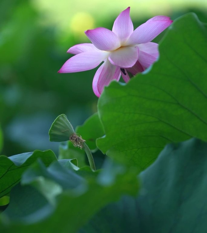 早晨西湖荷花竖屏