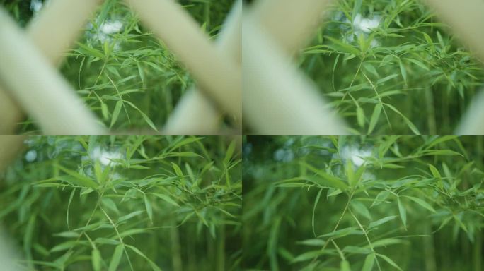 竹林竹子竹叶意境镜头8K实拍