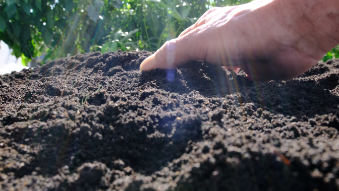 手捧泥土土壤  检查土壤  播种浇水
