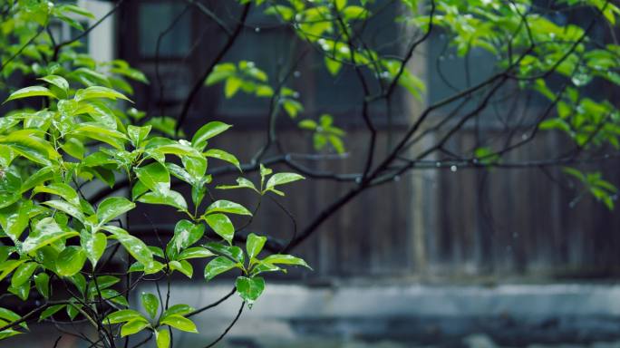 下雨天雨水拍打树叶雨水滴落特写窗前的树枝