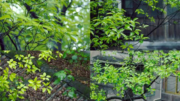 下雨天雨水拍打树叶雨水滴落特写窗前的树枝