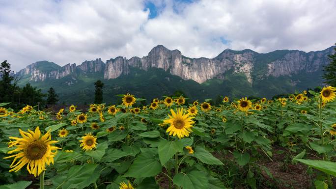 武陵山区绝壁花海4K