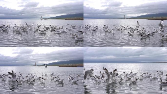 青海 青海湖 海鸥