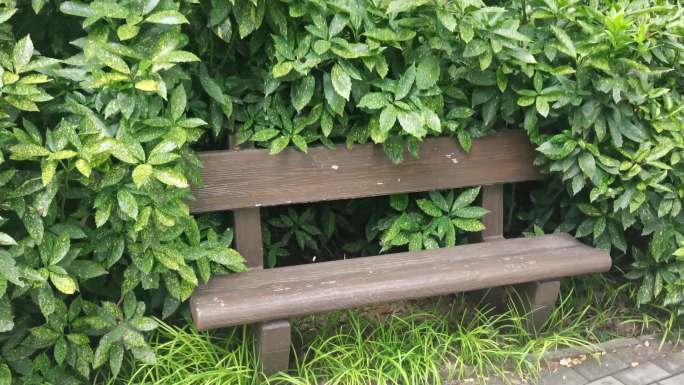 实拍被绿叶围住的木凳子素材