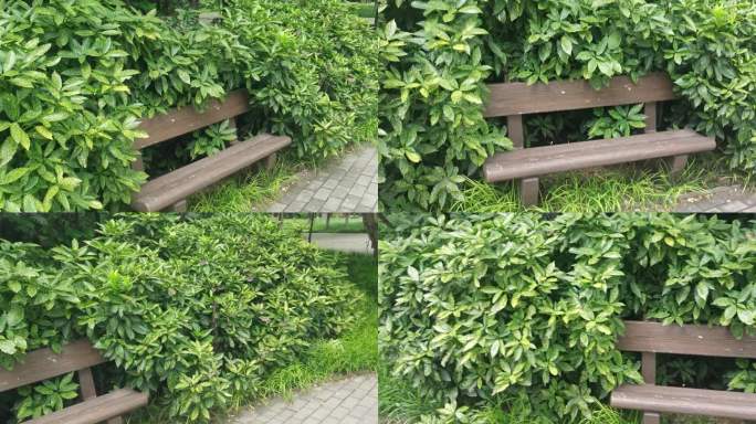实拍被绿叶围住的木凳子素材