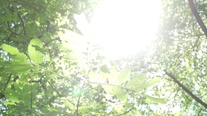 树叶.光影.阳光