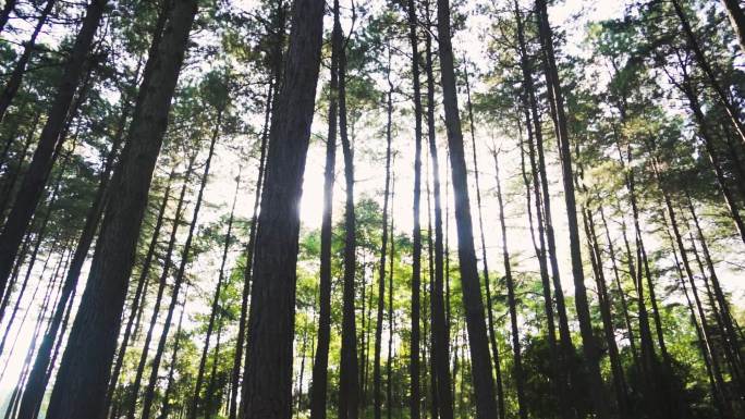 阳光早晨树林光影阳光穿过树梢天然氧吧
