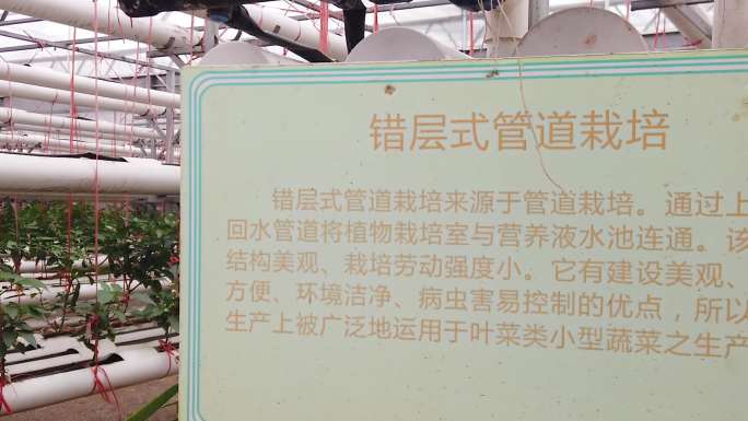 温室蔬菜种植