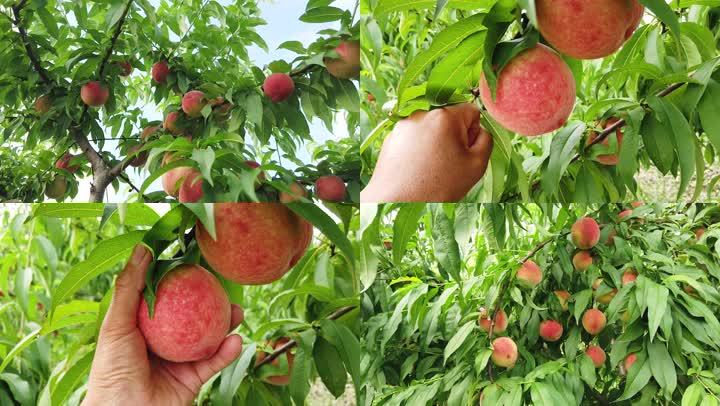 桃子种植