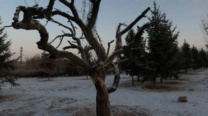 雪后树木形状