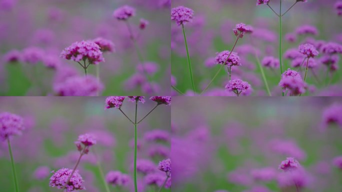 4k马鞭花马鞭草