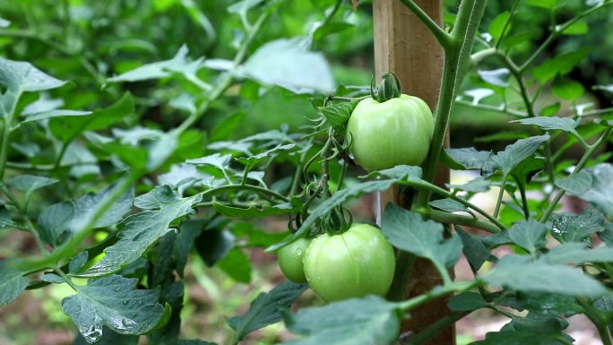 清新可爱农作物：番茄和茄子