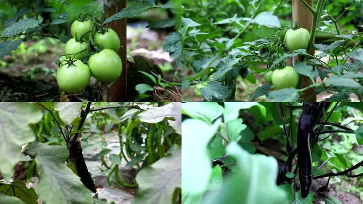 清新可爱农作物：番茄和茄子