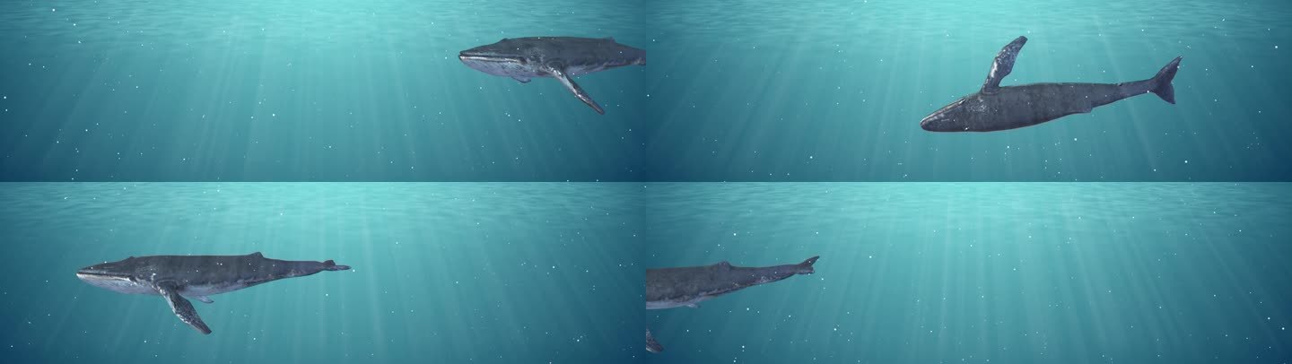 【8K】深海鲸鱼