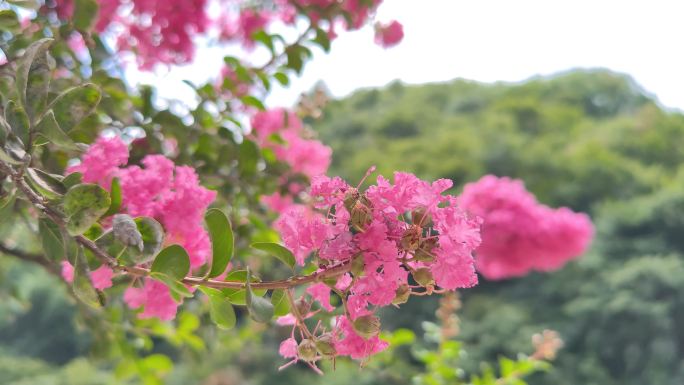 精品原创近距离唯美粉红色花卉视频素材