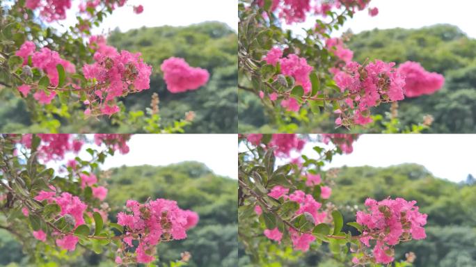 精品原创近距离唯美粉红色花卉视频素材